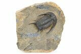 Top Quality Chlustinia Trilobite - Tazarine, Morocco #258633-3